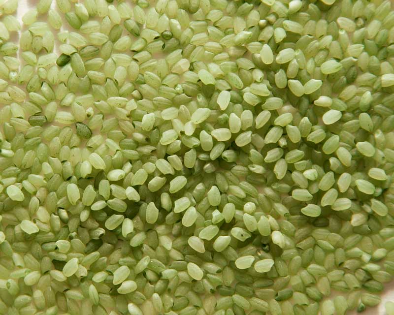 Bamboo Rice 1 LB