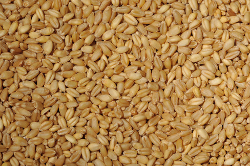 Bulgur Wheat 4 lbs