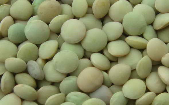 Green Lentils 1 lb