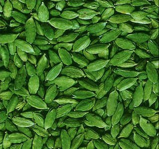 Green Cardamon 6 Ozs